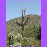 Saguaro 3.jpg